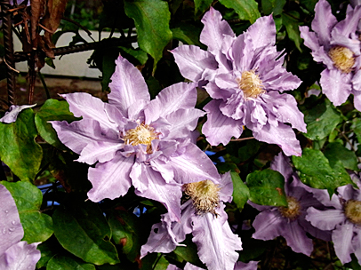 クレマチス‘ビビアン・ペンネル’