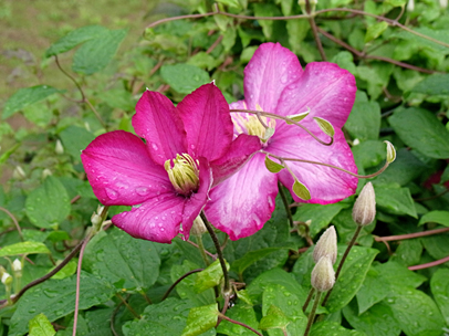 クレマチス‘ビル・ド・リオン’