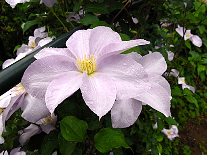 クレマチス‘ルイーズ・ロウ’