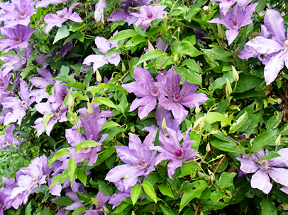 クレマチス‘大和’ 