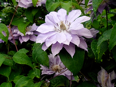 クレマチス‘天塩’