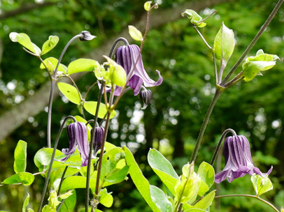 クレマチス‘籠口’