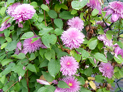 クレマチス・ディバーシフォリア‘カイゼル・ヴィルヘルム’