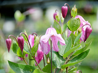 クレマチス‘アリョヌーシュカ’