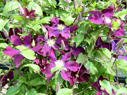 クレマチス‘ジプシー・クイーン’