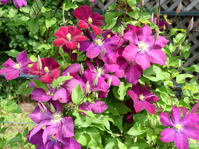 クレマチス‘ボリューソー’