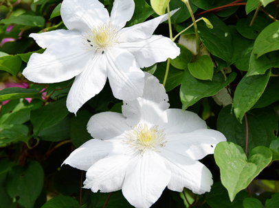 クレマチス‘マリー・ボワスロー’