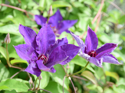 クレマチス‘江戸紫’ 