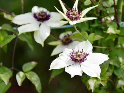 シーボルドテッセン