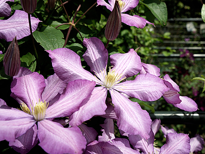 クレマチス’イゥビリエーニ70’ 