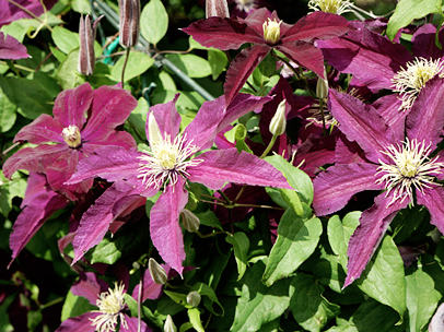クレマチス’ニオベ’