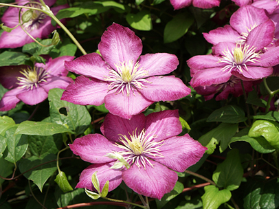 クレマチス’ビル・ド・リヨン’