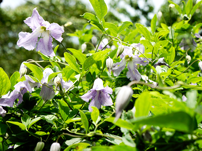 クレマチス’ベティー・コーニング’