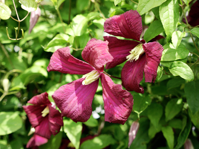 クレマチス’ルブラ’ 