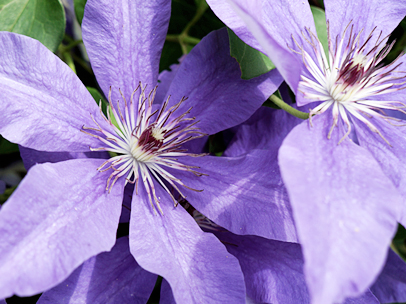 クレマチス’大和’