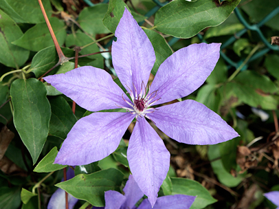 クレマチス’大和’