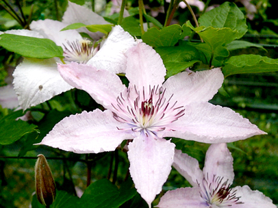 クレマチス‘ハーグレー・ハイブリット’ 