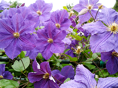 クレマチス‘ビクトア’