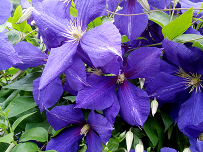 クレマチス‘ジャックマニー・スペルバ’ 