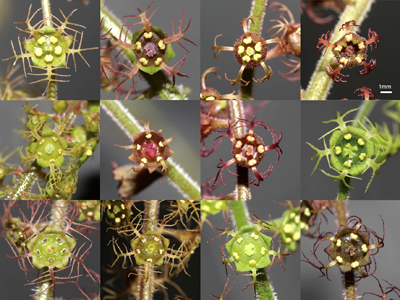 チャルメルソウの仲間の花