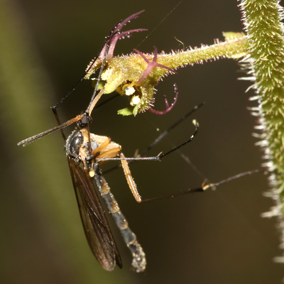 ミカドシギキノコバエ