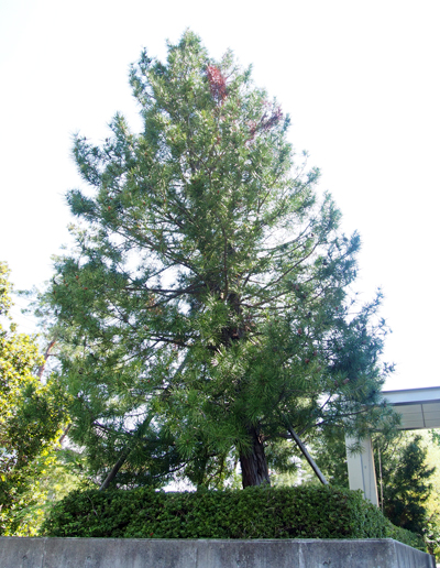 シンボルツリー