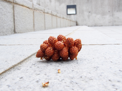 コウヤマキの雄の生殖器官