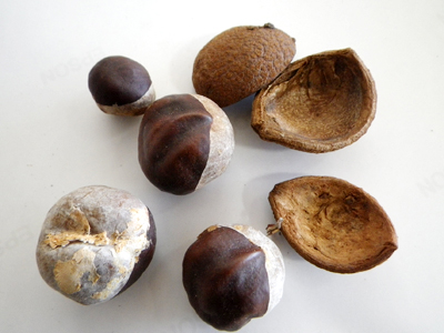 トチノキの果実