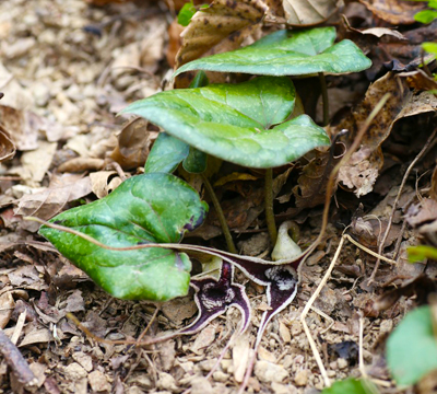 トチノキの果実