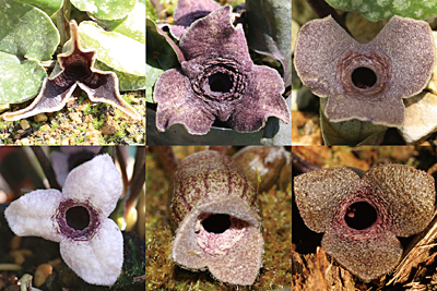 カンアオイの仲間