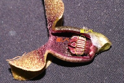 グスクカンアオイの花の外側（がく）