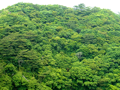 リュウキュウハナイカダの自生する山