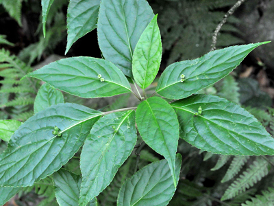 リュウキュウハナイカダ