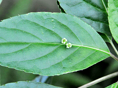 リュウキュウハナイカダ