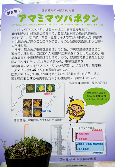 固有植物に仲間入りした種