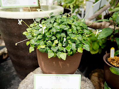 イシガキスミレ