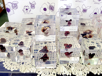 カンアオイでペーパーウェイト