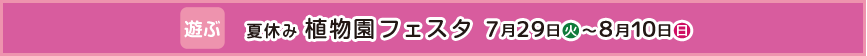 夏休み 植物園フェスタ
