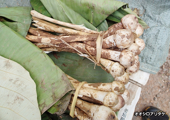 オオシロアリタケ