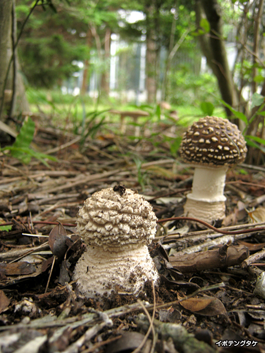 イボテングタケ