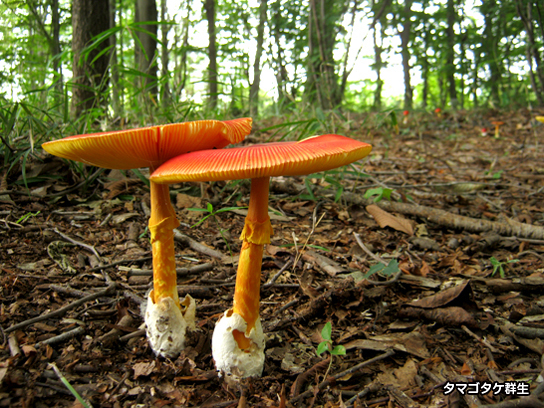 タマゴタケ群生