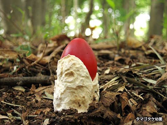 タマゴタケ幼菌