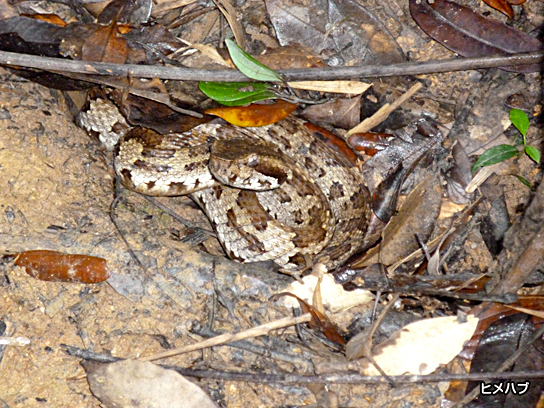 ヒメハブ