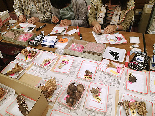 サンプル処理・DNA