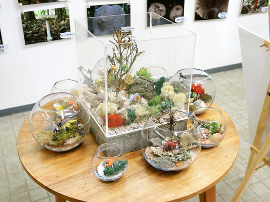 地衣類テラリウム