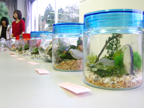 地衣類テラリウム