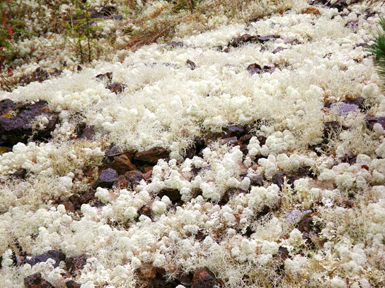 地衣類テラリウム