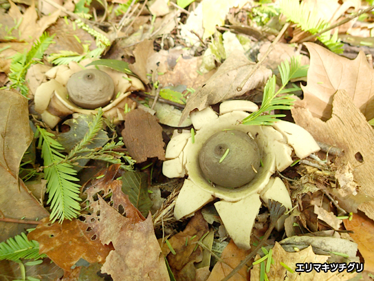 エリマキツチグリ