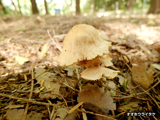 オオホウライタケ