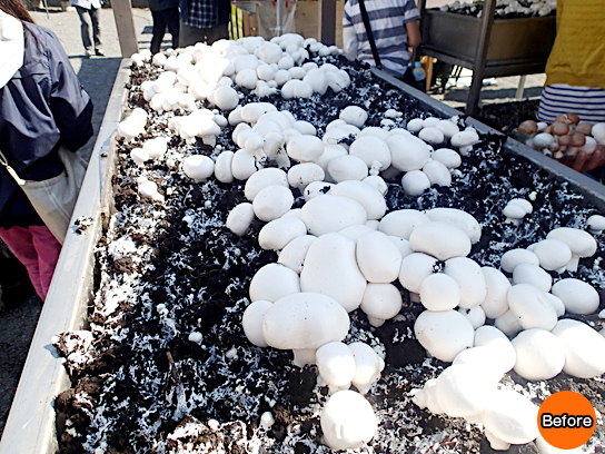 マッシュルームつかみどりの様子01